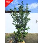  reality goods shipping Ilexpedunnculosa ( female stock ) stock .. height of tree 1.8-2.1m( root pot not included ) symbol tree garden tree plant evergreen tree evergreen height tree 