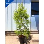  один товар было использовано me RaRe uka Revolution Gold высота дерева 1.8m( горшок от низа )9 номер pot чайное дерево символ tree садовое дерево растение вечнозеленое дерево вечнозеленый высота дерево бесплатная доставка 
