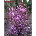 ミツバツツジ 紫花 樹高0.8m前後(根鉢含まず) シンボルツリー 落葉樹 落葉低木 花木 庭木