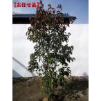 常緑ヤマボウシ月光株立ち樹高1.5...