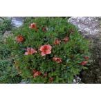 12 шт. комплект Satsuki азалия (. месяц азалия ) шар Satsuki ( China Satsuki ) красный цветок один -слойный примерно 0.3m( корень горшок содержит ) вечнозеленый низкий дерево вечнозеленое дерево Hanaki низкий сырой ... покупка 