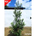 現品発送 フェイジョア マンモス 樹高1.7-1.8m(根鉢含まず) 苗木 苗 シンボルツリー 庭木 植木 常緑樹 常緑高木 送料無料