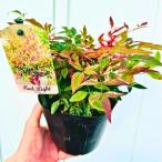 矮性 斑入り南天(フイリナンテン) レッドライト 5号 花木 庭木 植木 常緑樹 常緑低木 矮性 PVP