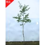 現品発送 アオダモ  樹高2.4-2.5m(根鉢含まず）あおだも 苗木 苗 雑木 落葉樹 落葉高木 シンボルツリー 爆買