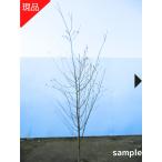  на данный момент товар отправка Sakura. саженец 4 сезон Sakura type The kla высота дерева 1.8-2.0m( корень горшок не включая )..... Sakura. саженец Sakura. дерево символ tree садовое дерево растение листопадные растения . лист высота дерево . покупка 
