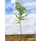  oo momiji одиночный дерево высота дерева 2.0m и больше ( корень горшок не включая ) большой . лист рассада саженец символ tree листопадные растения . лист высота дерево садовое дерево . лист . покупка 