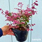 tokiwa гамамелис 7 .5 номер pot рассада высота дерева 30cm( горшок от низа ). ввод . запись десять тысяч произведение PVP регистрация товар вид саженец вечнозеленое дерево вечнозеленый низкий дерево . покупка 