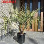  здесь s cocos nucifera 10 номер высота дерева 1.3x1.4m( горшок от низа ) один пункт было использовано выдерживающий холод .. есть чуть более выдерживающий холод . cocos nucifera noki... дерево ... дерево символ tree садовое дерево растение вечнозеленое дерево вечнозеленый высота дерево Nankoku способ 