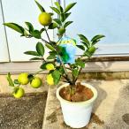 ライムの木 6号 樹高50cm(鉢底から) 接ぎ木苗 鉢植え レモンの苗木 柑橘 常緑樹 果樹苗 常緑高木