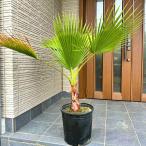 ワシントンヤシ 10号 樹高110cm前後(鉢底から)シンボルツリー 庭木 植木 常緑樹 常緑高木 南国風 送料無料