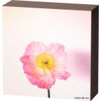  Fuji Film (FUJIFILM) [ стена альбом ] для фото panel shacolla( автомобиль kola)BOX модель Brown дерево siyakolaBOX