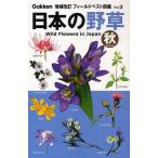 日本の野草 秋