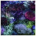 Aimer あなたに出会わなければ 夏雪冬花 星屑ビーナス 通常盤 Cd Buyee Buyee Japanese Proxy Service Buy From Japan Bot Online