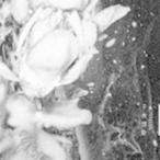 Yahoo! Yahoo!ショッピング(ヤフー ショッピング)CIVILIAN / 千夜想歌（通常盤） [CD]