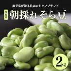 予約販売 送料無料 青空レストランで紹介 指宿産 朝摘み そら豆 2kg 鹿児島県産 ソラマメ そらまめ 豆 野菜 セット 大容量 特産品 産地直送 ご当地グルメ 食品