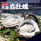 海のチーズ 長島産 岩牡蠣 300〜400g(7個) 鹿児島 鹿児島県 生牡蠣 かき 牡蠣 カキ ギフト 特産品 鹿児島県産