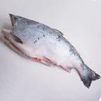  кижуч платье ( Chile производство ) примерно 3kg рефрижератор рейс 