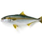 天然ヒラマサ1尾(2-3Kg前後サイズ) 国産 冷蔵便