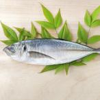  ставрида японская 5 хвост ( примерно 200g×5) рефрижератор рейс 