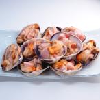  одна сторона . большой молодь жёсткой ракушки (uchi фиолетовый .)10 шт рефрижератор рейс 