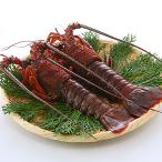  местного производства сырой рефрижератор Исэ город море .( лангуст ) 2 хвост (300g×2) рефрижератор рейс / оплата товара при доставке не возможно 