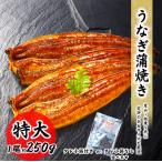 クーポンで最大15,000円OFF うなぎ蒲焼 タレ付き 1尾 約250g/1尾 ウナギ 鰻 うな重うなぎ うなぎ蒲焼 うなぎ 真空パック 土用の丑 ひつまぶし