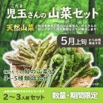 山菜セット 天然 山菜 天ぷら おすすめ  2~3人前 秋田産 山菜採り名人が採りたてを直送  新鮮 チルド便