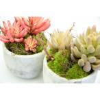 未来アグリス　PD COLLECTION　フェイクプランツ　アーティシャルフラワー　FA-1004　611000062　1セット(2個入)　　（直送品）