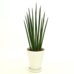 日比谷花壇　サンセベリア・バキュラリス　（直送品）