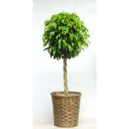 日比谷花壇 ベンジャミン8号 バスケット付き（直送品）