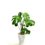 日比谷花壇 モンステラ7号 陶器鉢仕立て（直送品）
