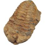 【理科実験教材】ケニス 化石標本 三葉虫 フレキシカリメネ 11470901 1個（直送品）