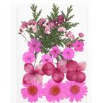 DIY для засушенный цветок сухой цветок Blizzard цветок .. розовый Mix 