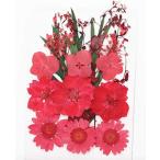 DIY для засушенный цветок сухой цветок Blizzard цветок красный Mix 