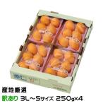 産地厳選 びわ（訳あり品）