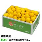 ショッピング甘平 みかん 媛小春 ひめこはる 風のいたずら ちょっと訳あり 大きさおまかせ 5kg 愛媛県産 ギフト ■