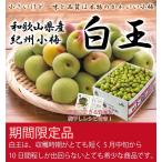 梅 紀州小梅 白王 秀品 Mサイズ 2kg JA紀南 和歌山県産 レシピ付き 梅干し用 生梅 うめ ウメ