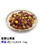 梅 パープルクイーン 秀品 2L〜Lサイズ 約1kg 和歌山県産 ＪＡ紀南 うめ 小梅