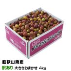 梅 パープルクイーン 風のいたずら 訳あり 大きさおまかせ 約4kg 和歌山県産 ＪＡ紀南 うめ 小梅