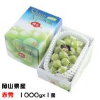 お中元 ぶどう シャインマスカット 晴王 赤秀 1000g×1房 岡山県産 葡萄 ブドウ ギフト お取り寄せ