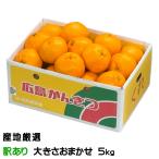  мандарин. .. производство земля тщательно отобранный способ. баловство немного есть перевод размер случайный 5kg