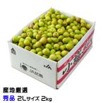梅 小梅 産地厳選 秀品 2Lサイズ 2kg レシピ付き 梅干し用 生梅 うめ ウメ