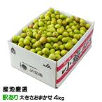 梅 小梅 産地厳選 風のいたずら 訳あり 大きさおまかせ 4kg レシピ付き 梅干し用 生梅 うめ ウメ