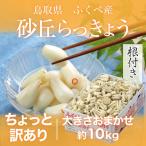 ショッピング10kg 根付き 砂丘らっきょう ちょっと訳あり 大きさおまかせ 10kg  鳥取県産 ＪＡ鳥取いなば 福部産 らっきょ  作り方 レシピ付き