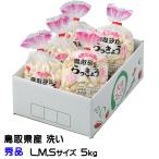 洗い 砂丘らっきょう 秀品 L.M.Sサイ