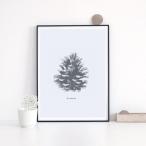 LOVELY POSTERS | PINE CONE PRINT | A5 アートプリント/ポスター【  メール便送料無料  北欧 インテリア シンプル】