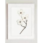 COLOR WATERCOLOR | Dogwood White Flower Art Print | A3 アートプリント/ポスター