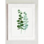 COLOR WATERCOLOR | Eucalyptus Canvas Fine Art Print #4 | A3 アートプリント/ポスター