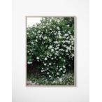 FINE LITTLE DAY | WHITE ROSES POSTER | アートプリント/ポスター (70x100cm)