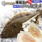 送料無料 ヒラメ 刺身 フィレ 食べ物 ビールに合う 冷蔵 900g前後 九州 鮮魚 活〆 贈答用 海産物 海鮮 おつまみ お取り寄せグルメ 九州..